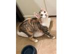 Adopt Saki a Calico or Dilute Calico Manx (short coat) cat in College Station