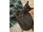 Adopt Anaconda a Spotted Tabby/Leopard Spotted Domestic Shorthair / Mixed cat in