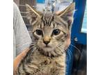 Adopt Churro a Domestic Shorthair / Mixed cat in Golden, CO (39169858)