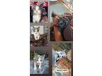 Adopt Stewy a Gray, Blue or Silver Tabby Domestic Shorthair (short coat) cat in