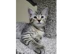 Adopt Rose Kit 2 a Domestic Mediumhair / Mixed cat in Powell River