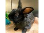Adopt Scruff a Black Other/Unknown / Mixed (short coat) rabbit in Burlingame