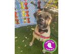 Adopt Coco a Pug / Mixed dog in Mipiltas, CA (39169814)