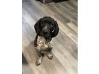 Adopt Echo a Black - with White German Shorthaired Pointer / Mixed dog in Lake
