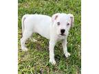 Adopt SM Puppy - Claudia a White Boxer / Mixed dog in Austin, TX (39081780)