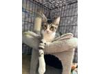 Adopt Mango Smoothie a Brown Tabby Domestic Shorthair / Mixed (short coat) cat