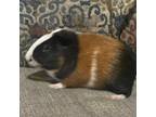 Adopt Willie a Guinea Pig small animal in Lynchburg, VA (39169768)