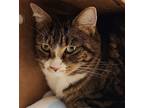 Adopt My Meow a Domestic Shorthair / Mixed cat in Castlegar, BC (39167581)