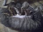 Adopt Kittens a Gray or Blue (Mostly) Domestic Shorthair / Mixed (short coat)