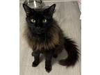 Adopt Wednesday a All Black Maine Coon / Mixed (long coat) cat in Satellite