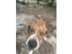 Adopt Cooper a White - with Brown or Chocolate Hound (Unknown Type) / Mixed dog