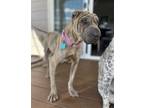 Adopt Hazel a Brindle Shar Pei / Mixed dog in Colorado Springs, CO (39137346)