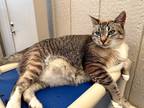Adopt Lollie a Siamese / Mixed cat in Atascadero, CA (39169629)