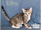 Adopt Ellery a Calico or Dilute Calico Domestic Shorthair (short coat) cat in