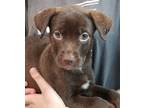 Adopt Becky a Labrador Retriever / Mixed dog in Atlantic City, NJ (39167487)