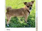 Adopt Penny a Tan/Yellow/Fawn - with White Brussels Griffon / Terrier (Unknown