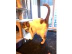 Adopt Imogen a White (Mostly) Domestic Mediumhair / Mixed (medium coat) cat in