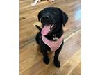 Adopt Sophie B a Black Labrador Retriever / Mixed dog in Johnston, RI (39169571)