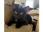 Adopt Bear a Black (Mostly) Domestic Shorthair (short coat) cat in Bowie