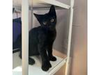 Adopt Ash a All Black Domestic Shorthair / Mixed cat in Oneonta, NY (39133929)