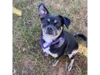 Adopt Cinnamon a Black Pug / Mixed dog in Harrisonburg, VA (39169477)