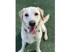 Adopt Chester a Labrador Retriever / Mixed dog in San Luis Obispo, CA (39163625)