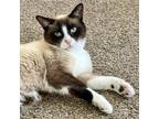 Adopt Oscar a Tan or Fawn (Mostly) Siamese cat in Knoxville, TN (39079577)