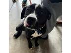 Adopt Pearl a Black Staffordshire Bull Terrier / Mixed dog in Rock Falls