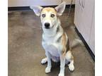 Adopt Shaki a Husky / Shepherd (Unknown Type) / Mixed dog in McKinney