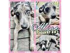 Adopt Alice a Merle Catahoula Leopard Dog / Mixed dog in Grand Bay