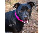Adopt Star a Black Labrador Retriever / Mixed dog in Hattiesburg, MS (39147646)