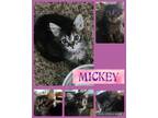 Adopt Mickey a Tan or Fawn Tabby Domestic Mediumhair (medium coat) cat in