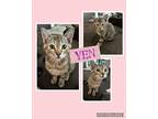 Adopt Yen a Tan or Fawn Tabby Domestic Shorthair (short coat) cat in Kennewick
