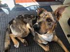 Adopt ROOKIE a Brown/Chocolate - with Black Catahoula Leopard Dog / Mixed dog in