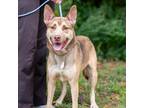 Adopt SCOOBY-28188 a Tan/Yellow/Fawn German Shepherd Dog / Husky / Mixed dog in