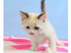 Adopt SNOW BELL a White (Mostly) Siamese / Mixed (short coat) cat in Loveland