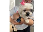 Adopt Annabelle a Tricolor (Tan/Brown & Black & White) Shih Tzu / Mixed dog in