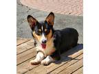 Adopt Toby a Black Pembroke Welsh Corgi / Husky dog in Freeport, NY (39169170)