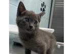 Adopt Cheech a Gray or Blue Russian Blue / Mixed cat in Abilene, TX (39169259)