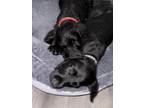 Adopt Luke and Leia a Black Doberman Pinscher / Poodle (Standard) / Mixed dog in