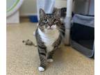 Adopt Cora a Brown Tabby Domestic Shorthair / Mixed (short coat) cat in
