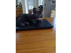 Adopt Charlie a Black (Mostly) American Shorthair (short coat) cat in