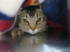 Adopt FORREST a American Curl / Mixed (medium coat) cat in Tustin, CA (39168491)