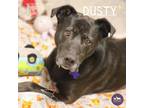 Adopt Dusty a Black Labrador Retriever / Mixed dog in Hopkinton, MA (39158740)