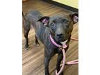 Adopt Bree a Brindle - with White Hound (Unknown Type) / Mixed dog in Medora