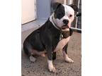Adopt Lux a Gray/Silver/Salt & Pepper - with White American Pit Bull Terrier /