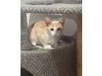 Adopt Carlisle a Orange or Red (Mostly) Domestic Shorthair (short coat) cat in