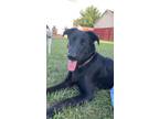 Adopt Onyx a Black German Shepherd Dog / Labrador Retriever / Mixed dog in