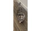 Adopt Ruthie a Gray or Blue Maine Coon / Mixed (medium coat) cat in Providence