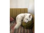 Adopt Argos a White Husky / Mixed dog in Manlius, NY (38409446)